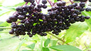 Elderberry 'Scotia'